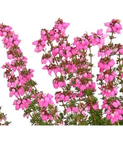 Graue Glockenheide, Verschiedene Farben -Freien Garten Geschäft 7172521 WE DE 001 EricaCinereaGrauheideT10Herzig