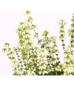 Graue Glockenheide, Verschiedene Farben -Freien Garten Geschäft 7172521 WE DE 002 EricaCinereaGrauheideT10Herzig