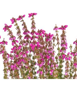 Graue Glockenheide, Verschiedene Farben -Freien Garten Geschäft 7172521 WE DE 003 EricaCinereaGrauheideT10Herzig