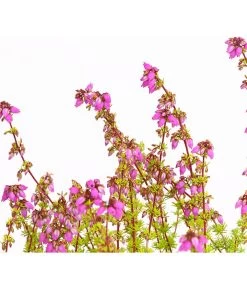 Graue Glockenheide, Verschiedene Farben -Freien Garten Geschäft 7172521 WE DE 004 EricaCinereaGrauheideT10Herzig