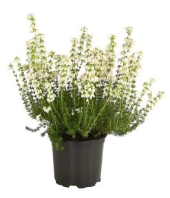 Graue Glockenheide, Verschiedene Farben -Freien Garten Geschäft 7172521 WE FS 002 EricaCinereaGrauheideT10Herzig