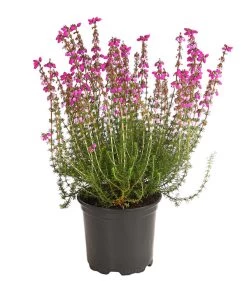 Graue Glockenheide, Verschiedene Farben -Freien Garten Geschäft 7172521 WE FS 003 EricaCinereaGrauheideT10Herzig