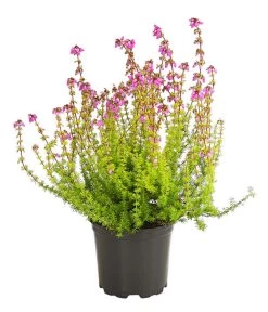 Graue Glockenheide, Verschiedene Farben -Freien Garten Geschäft 7172521 WE FS 004 EricaCinereaGrauheideT10Herzig