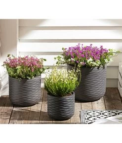 Graue Glockenheide, Verschiedene Farben -Freien Garten Geschäft 7172521 WE MO 002 EricaCinereaGrauheide