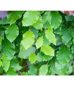 13 Meter Rotbuche, 40 X Ca. 150-175 Cm -Freien Garten Geschäft 7185077 FagusSylvaticaDetailLuckner