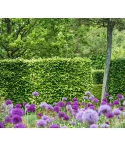 13 Meter Rotbuche, 40 X 175-200 Cm -Freien Garten Geschäft 7185077 PR MO 002 FagusSylvaticaBucheLucknerHeckeOnlineKaufen 1