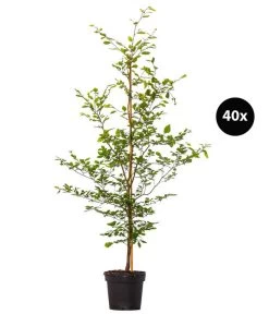 13 Meter Rotbuche, 40 X 175-200 Cm