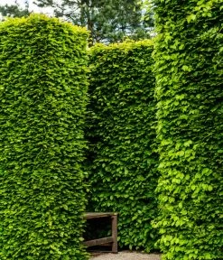 13 Meter Rotbuche, 40 X Ca. 150-175 Cm -Freien Garten Geschäft 7185093 WE MO 002 RotbucheFagusSylvatica