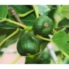 Feige 'Pfälzer Fruchtfeige' -Freien Garten Geschäft 7186448 WE DE 002 PfaelzerFruchtfeige