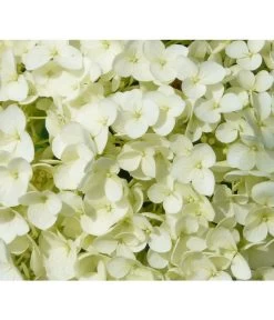 Schneeball-Hortensie 'Strong Annabelle®' 8 Schneeball-Hortensie 'Strong Annabelle®' -Freien Garten Geschäft 7223886 WE DE 001 HortensieHydrangeaStrongAnabelle Pixabay