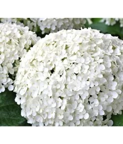 Schneeball-Hortensie 'Strong Annabelle®' 9 Schneeball-Hortensie 'Strong Annabelle®' -Freien Garten Geschäft 7223886 WE DE 002 HortensieHydrangeaStrongAnabelle Pixabay