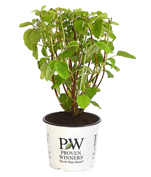 Schneeball-Hortensie 'Strong Annabelle®' 4 Schneeball-Hortensie 'Strong Annabelle®' – Bild 2