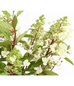 Rispen-Hortensie 'Pinky Winky' -Freien Garten Geschäft 7224033 PR DE 001 HortensieHydrangeaPinkyWinky5LDehnerExpressHerzig