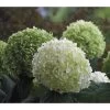 Schneeball-Hortensie 'Strong Annabelle®'