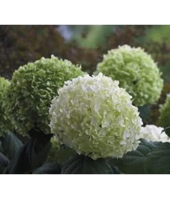 Schneeball-Hortensie 'Strong Annabelle®'