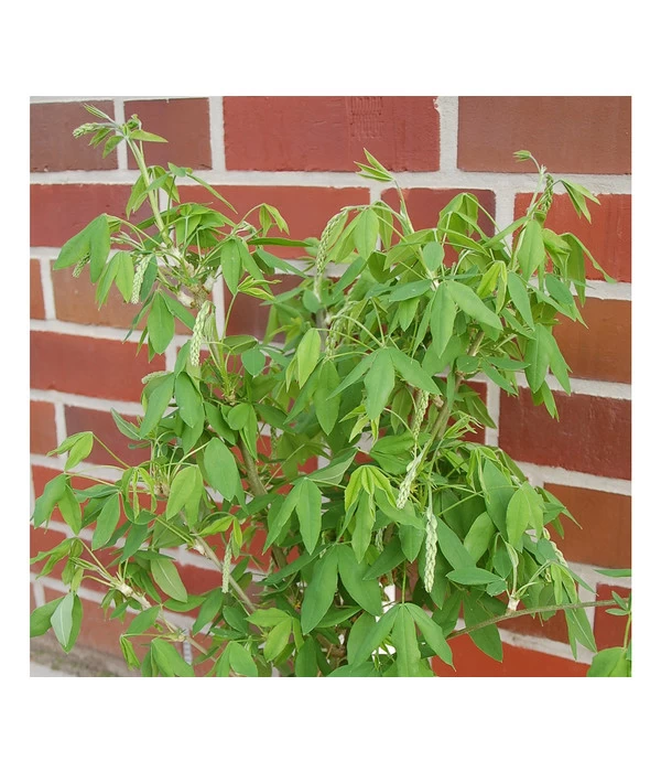 Goldregen 'Vossii' 3 Goldregen 'Vossii'