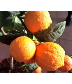 Rangpur-Limette 'Lima Rossa' -Freien Garten Geschäft 7266794 WE DE 002 LimaRossa