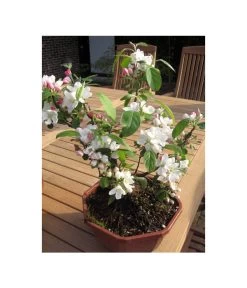 Zierapfel -Freien Garten Geschäft 7284425 BildFS 001 ZierapfelMalusInSortenBonsai