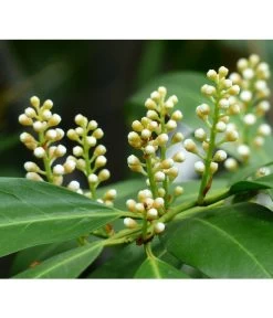 Kirschlorbeer 'Novita' -Freien Garten Geschäft 7359706 PR DE 001 KirschlorbeerEtnaPrunLaurEtna