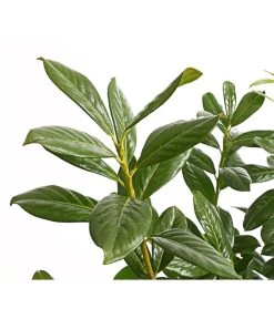 Kirschlorbeer 'Novita' -Freien Garten Geschäft 7360068 PR DE 001 PrunusKirschlorbeerNovita12LDehnerExpressHerzig