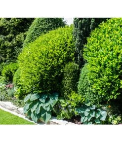 Kirschlorbeer 'Novita' -Freien Garten Geschäft 7360068 WE MO 001 KirschlorbeerPrunusLaurocerasusPixabay