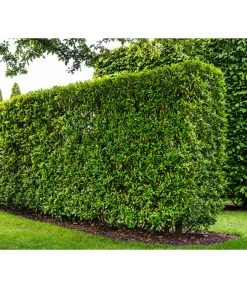 Kirschlorbeer 'Novita' -Freien Garten Geschäft 7360530 WE MO 002 Luckner Hecke PrunusNovita