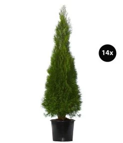 7 Meter Lebensbaum 'Smaragd', 14 X Ca. 125-150 Cm