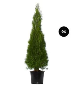 3 Meter Lebensbaum 'Smaragd', 6 X Ca. 125-150 Cm