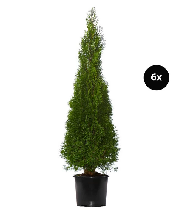 3 Meter Lebensbaum 'Smaragd', 6 X Ca. 125-150 Cm 3 3 Meter Lebensbaum 'Smaragd', 6 X Ca. 125-150 Cm