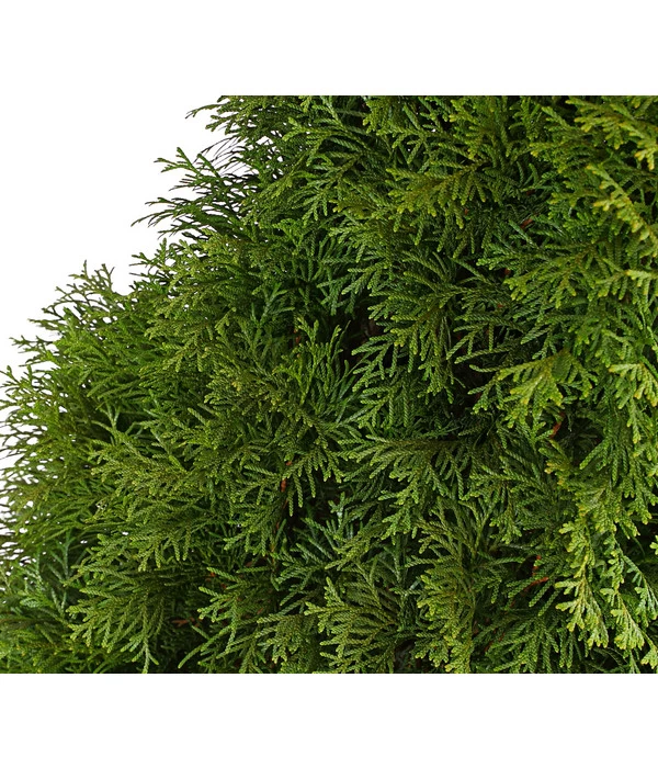 3 Meter Lebensbaum 'Smaragd', 6 X Ca. 125-150 Cm 7 3 Meter Lebensbaum 'Smaragd', 6 X Ca. 125-150 Cm – Bild 5