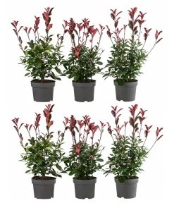 2 Meter Purpur-Glanzmispel 'Red Robin', 6 X Ca. 60 Cm