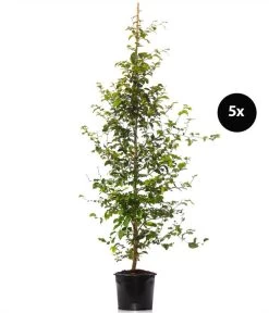 2,5 Meter Rotbuche, 5 X Ca. 175-200 Cm