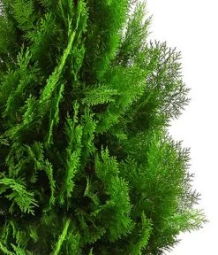 XXL Lebensbaum 'Pyramidalis Aurea', Ca. 125-150 Cm -Freien Garten Geschäft 7550759 WE DE 001 ThujaPyramidalisXXL