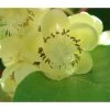 Kiwi 'Atlas', Männlich -Freien Garten Geschäft 7600216 PR DE 001 ActinidiaKiwiatlasPixabay
