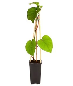 Kiwi 'Atlas', Männlich 5 Kiwi 'Atlas', Männlich -Freien Garten Geschäft 7600216 PR FS 002 KiwiAtlasActinidiaMaennlich2L