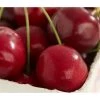 Süßkirsche 'Burlat' -Freien Garten Geschäft 7620180 DE DE 001 KirscheBurlat