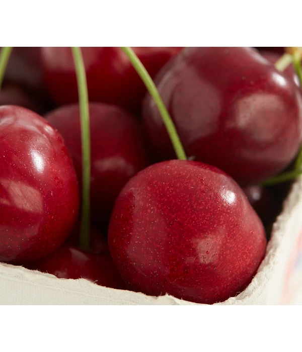 Süßkirsche 'Burlat' 3 Süßkirsche 'Burlat'