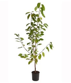 Süßkirsche 'Burlat' 5 Süßkirsche 'Burlat' -Freien Garten Geschäft 7620180 PR FS 001 SuesskirscheBurlatBusch95LiterDehnerExpressHerzig