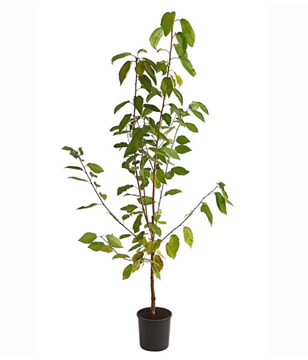 Süßkirsche 'Burlat' 4 Süßkirsche 'Burlat' – Bild 2