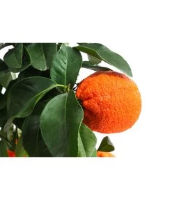 Rangpur-Limette 'Lima Rossa' -Freien Garten Geschäft 7622616 WE DE 001 CitrusLimaRossaSuesseLimette