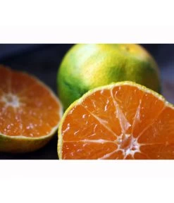 Rangpur-Limette 'Lima Rossa' -Freien Garten Geschäft 7622616 WE MO 001 RangpurLimettePixabay