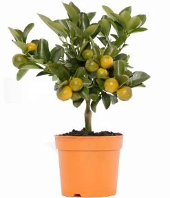 Calamondin-Orange