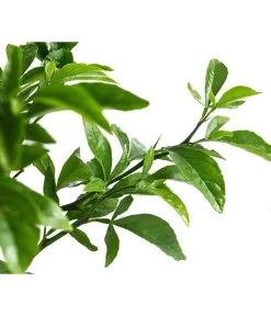 Winterharte Zitrone -Freien Garten Geschäft 7623069 WE DE 002 CitrusPoncirusWinterharteZitroneT20