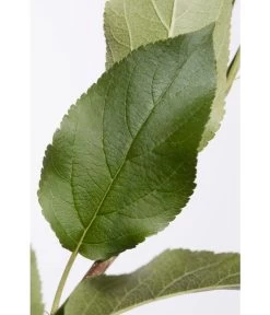 Apfel-Duo 'Jonagold'/'Elstar' -Freien Garten Geschäft 7639248 PR DE 001 ApfelElstarJonagoldDuoMalus95LiterDehnerExpressZS