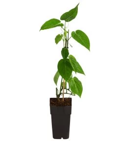 Süße Granadilla -Freien Garten Geschäft 7641319 WE FS 001 SuesseGrenadilleExoten