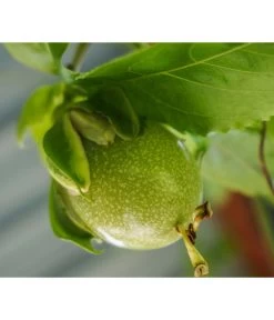 Süße Granadilla -Freien Garten Geschäft 7641319 WE MO 001 SuesseGrenadilleExoten