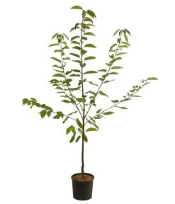 Süßkirsche 'Große Prinzessin' 5 Süßkirsche 'Große Prinzessin' -Freien Garten Geschäft 7657570 WE FS 001 PrunusKirscheGrossePrinzessin