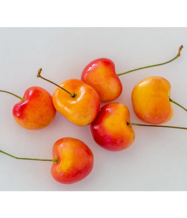 Süßkirsche 'Große Prinzessin' 3 Süßkirsche 'Große Prinzessin'