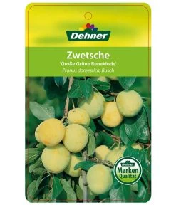Dehner Reneklode 'Große Grüne Reneklode' -Freien Garten Geschäft 7657802 ReneklodeGrosseGrueneReneklode Etikett 1