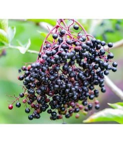 Großfruchtiger Holunder 'Haschberg'